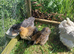 9 week old Silkie chicks, mixed sex