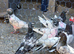 Pakistani pigeons