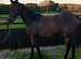 Fully registered thoroughbred filly