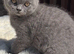 Pedigree British shorthair kittens