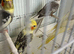 Cockatiels