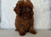 Beautiful, tiny Asian poodle boy & girl