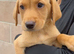 8 beautiful Labrador puppies
