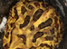 Pac-Man (Horned) Frog babies cb26