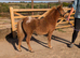 Gorgeous British Spotted Blanket Spotted Filly