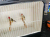 Star finches