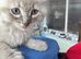 Female ragdoll