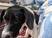 Springerdale Puppy For Sale