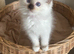 Beautiful rare chocolate Mitted girl available