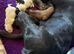 Beautiful pups all colours ready to go to new homes