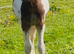 Stunning Cob Colt