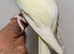 Beautiful Handreared Rare Creamino Baby Ringneck Talking Parrot