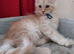 Stunning Tica Reg Maine Coon Kittens. Cream. Red. Tortie. ACTIVE