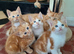 Gorgeous ginger and white kittens, all gone