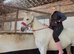 6yo Grey Cob Mare