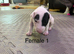 English bull terrier