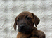 9 Weeks Old Staffy Pups