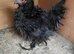 Bantam chicken hens
