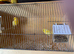 Pair of fife canary’s