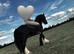 Cob gelding for sale 13.1h