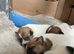 Jack Russell pups