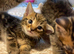 Kittens looking for forever homes