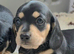 Quality Miniature Dachshunds
