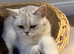 Female British shorthair