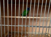 2 x Parrot finch cockbirds.