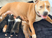 Staffordshire Bull Terrier
