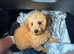 minature poodle puppy fully immunised flea wormed
