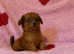 Pomeranian cross chihuahua