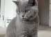 Ready now Blue British Shorthair male GCCF REGISTERED