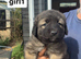 caucasian sheperd puppies for sale