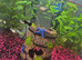 Mixed guppies