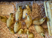 Miniature Silver Appleyard Duckling