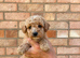 beautiful shihpoo puppies