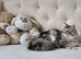 Maine Coon Champion bloodlines