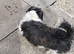 Black and white Shih Tzu