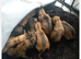 Belgian malinois pups for sale