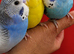 Super silly hand tamed baby budgies