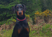 STUNNING KC Registered DOBERMANN PUPPIES from Champion Bloodlines