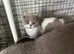 Top pedigree British shorthair kittens ready now