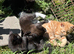 Domestic shorthair kittens ready now