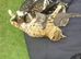 3 Beautiful kittens 9 weeks old