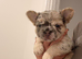 READY TO LEAVW Fluffy Frenchbulldog Merle