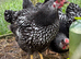 Silver Wyndotte Males