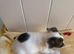 Jack Russel puppies looking for a loving home