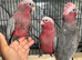 Hand-Rearing Baby Cuddly Super Tame Friendly Galah Cockatoo Parrot,13
