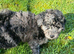4 gorgeous poodle puppies for sale